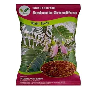 Sesbania/Agathi/Gaach Munga/Augustbaum/Kolibri Baum Samen - 500 Gramm - Bild 1 von 3