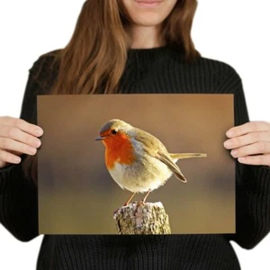 A4 - Robin Redbreast Bird Animals Birds Poster 29.7X21cm280gsm #8701 - Picture 1 of 4
