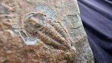 3,4 cm/1,34' Daguinaspis ambroggii Fossil Trilobite.Cambrian Lagerstätte.Morocco