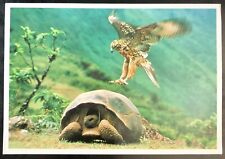 Postcard Galapagos Turtle & Buzzard Photographer F. Polking/Diaf 5x7