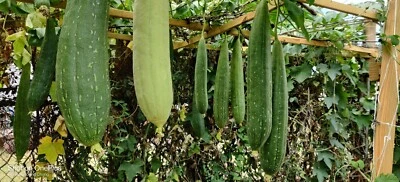Luffa Gourd, Sponge Gourd Seeds  / Mướp Hương  for 2025 season.  US seller - Image 1 of 4