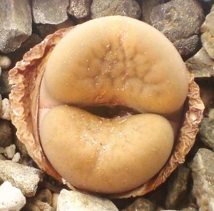 Lithops hookeri v. elephina C92, rare living stones exotic mesembs seed 50 SEEDS - Picture 1 of 1