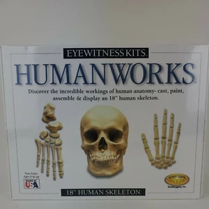 Eyewitness Kit Humanworks - 18" Human Skeleton. Mold, paint and create - Picture 1 of 4