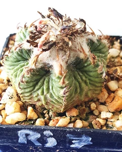 Aztekium ritteri , wurzelechter Sämling (Ri7) - Imagen 1 de 3