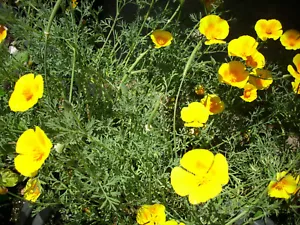 🌻 Kalifornischer Mohn / Goldmohn (Eschscholzia californica) 50+ Samen - Bild 1 von 2