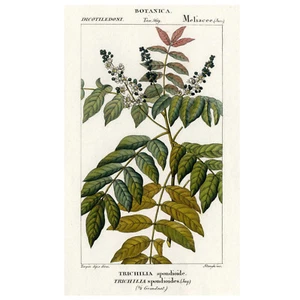 1816 Turpin Incisione a colori a mano, Dizionario delle Scienze, Tab. 569 TRICHILIA - Foto 1 di 8