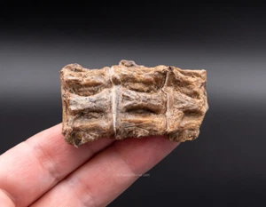 Unusual Associated Fossil Fish Vertebrae  Cretaceous Kansas  1643 - Picture 1 of 4