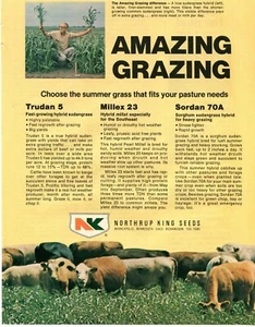 1975 Print Ad of Northrup King NK Sudangrass Hybrid Seed - Picture 1 of 2