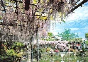 CPM JAPAN TOKYO Kameido Tenjin Shrine - Picture 1 of 2