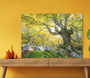 White Stones Covered Grass 5mm thick Plastic Poster Ready to Hang 60x45cm - Bild 1 von 3