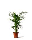 Butterfly Palm Dypsis Lutescens 65-75cm tall in a 17cm pot