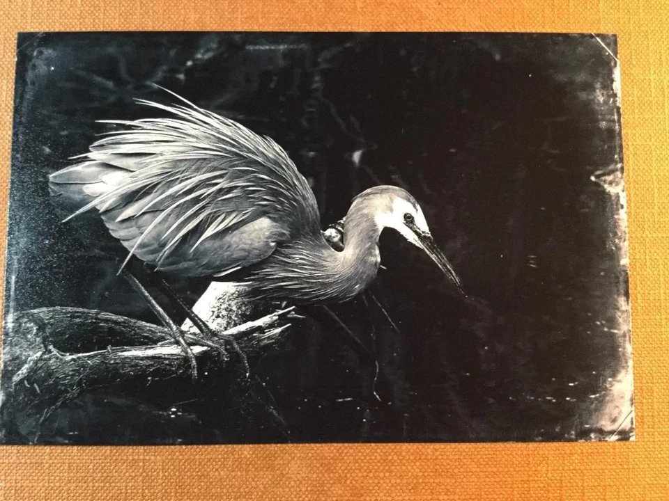 Красивый Plume J Edwards Оригинальный Художественный Пинтайп Ограниченная Серия От Художника C043 - Изображение 1 из 1