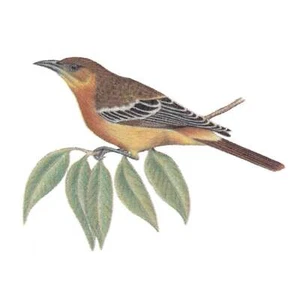 Calcomanías de cerámica esmaltadas de pájaro oriole en rama - Imagen 1 de 1