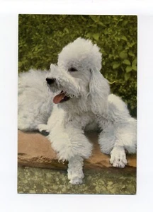 Weißer Pudel, alte Postkarte, Kneipe - Alfred Mainzer - Bild 1 von 2