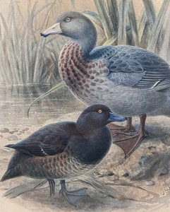 Antique Illustration Print from “A History Of Birds In New Zealand” 1888, RARE - Picture 1 of 10