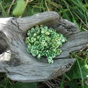 90 Beads Flowers / Roses Metal Aluminum 6mm (Green) - Picture 1 of 1