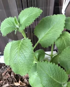 4 Cuttings of Cuban Oregano / Mexican Mint /Spanish Thyme - Picture 1 of 1
