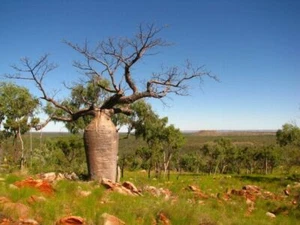 Adansonia gregorii, Australian baobab, Bottle tree - 5 to 50 - Picture 1 of 5