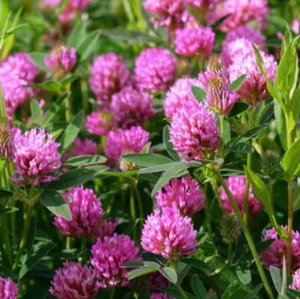 RED CLOVER 10,000 seeds BEE + BENEFICIAL BUG ATTRACTING lawn grass GREEN MANURE - Picture 1 of 2