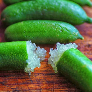 1 planta exótica híbrida de raíz desnuda de lima australiana (verde, injerto) - Imagen 1 de 2