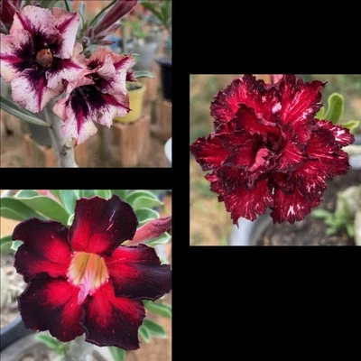 3 Rosas Del Desierto Adenium Obesum - Image 1 of 2