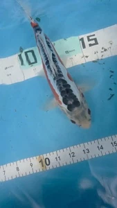 10in SHUSUI Japanese Koi Live Imported KoiGazer - Picture 1 of 6