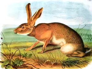 John Audubon Wildlife TEXAN HARE Rabbit Vintage Book Plate Print 201 - Picture 1 of 4