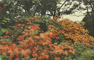 Vintage Chrome Postcard Flame Azalea Bloom Southern Appalachian Mountains - Picture 1 of 2
