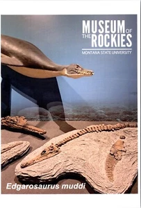 Edgarosaurus Muddi Museum of Rockies Bozeman Montana POSTCARD - Picture 1 of 2