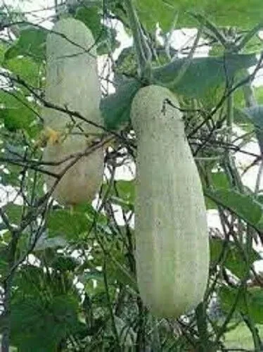 Nepali Cucumber Seeds Vegetable Garden Spring Summer Autumn Nepalese Cucumbers - Image 1 of 1