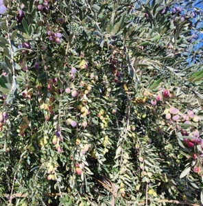 24 piezas de esquejes de olivo griego - olea europaea para enraizamiento  - Imagen 1 de 7