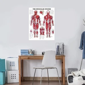 HOT - Human Anatomy Poster Educational Muscular System Muscle Chart Body Poster - Picture 1 of 14