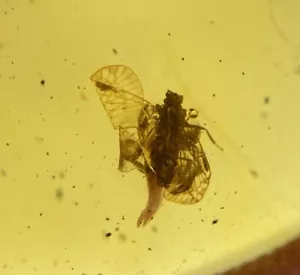 Tramoggia per piante fossili in ambra - Repubblica Dominicana ambra - insetto - naturale - Foto 1 di 7