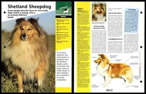 Shetland Sheepdog - Breed - Dogs Of The World Atlas Fact File Card - Picture 1 of 1