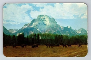 Jackson Hole WY-Wyoming, Herd Wild Elk, postal vintage - Imagen 1 de 2
