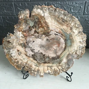 4,09 kg natürliche polierte versteinerte Holz Kristallscheibe Madagaskar gg02 - Bild 1 von 9