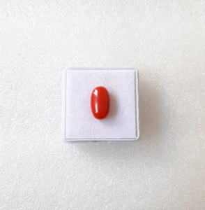3'Ct 1' Stück AAAA+ Qualität Italienische Koralle Oval Cabochon, 100% Natürliche Meereskoralle. - Bild 1 von 6