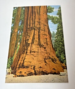 Postcard The President Tree Sequoia National Park California Unposted - Picture 1 of 2