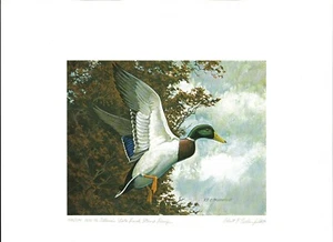 ILLINOIS #1 1975 STATE DUCK STAMP PRINT by R. E. Eschenfeldt NEVER FRAMED - Picture 1 of 2