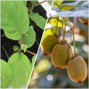 2 x Jungpflanzen Kiwi Kletter winterharte Kletterpflanze Pflanze Obst Vitamine - Bild 1 von 12