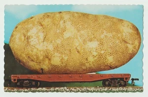 Maine, We'll grow em bigger, Potato (Exaggeration card) - Picture 1 of 2