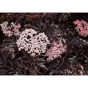 Black Lace Elderberry Live Shrub, 4.5 in. Qt., Pink Flowering NEW - Picture 1 of 6