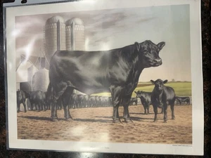 "Aberdeen-Angus Steers" von F.C. Murphy 8x10 Print 1972 - Bild 1 von 6