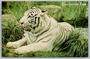 Postal White Tiger Cincinnati Zoo Ohio - Imagen 1 de 2