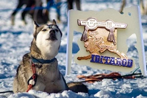 Prendedor Alaska Iditarod 1989 prendedor en capas final de la Iditorad perro carrera nombre AK mapa - Imagen 1 de 7
