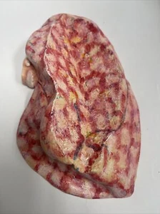 Vintage Lung Pneumocystis Carinii pneumonia Anatomical Pathology Model Lungs - Picture 1 of 3