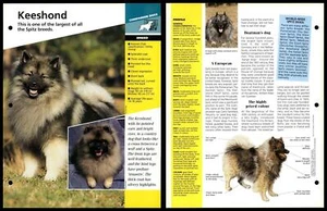 Keeshond - Breed - Dogs Of The World Atlas Fact File Card - Picture 1 of 1