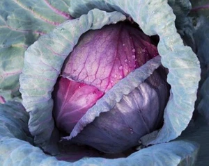 VS1439 Rotkohl Ruphus Gemüsesamen Kohl Zaden Organicseeds Samenstückzahl 25 - Bild 1 von 1