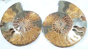 Großes Ammonit Paar tiefe Kristallhöhle 110myo Fossil 203 mm XLarge 8,0" 1620 g - Bild 1 von 11