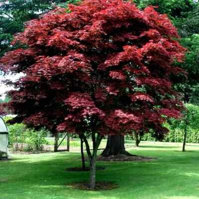 "BLOODGOOD" Red Japanese Maple Tree Seeds (Palmatum atropurpureum) Hardy Bonsai - Image 1 of 4